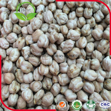 7mm 8mm 10mm Raw Chickpeas